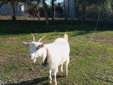 Продаю козу