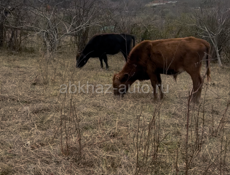 Бычки телки