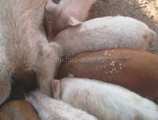 Продаю поросята 10к 7штук