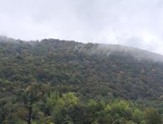 Кольцо с бриллиантами мужское