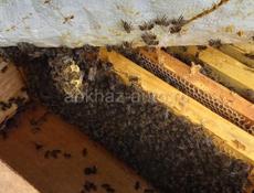 Мёд Каштан Липа 20000 фляга