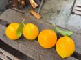 Куплю лимоны 