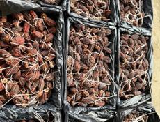 Хурма сушенная 