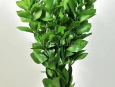 Рускус продаю в пучке 51 штука по 200 рублей.. любое количество собираем вам. 