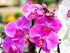 Ищу работу администратора удаленно 