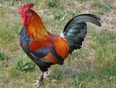 ДОМАШНИЕ ПЕТУХИ