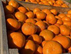 Мандарины оптом 