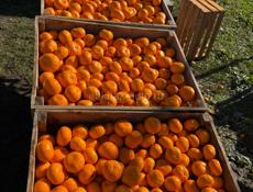 Мандарины оптом