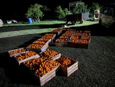 Мандарины оптом