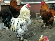 Продаются петухи годовалые