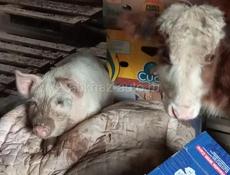 Продаю  сухие дрова под печку с доставкой// пикан // у.7000. т.