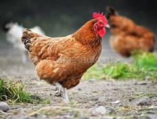 Продаются куры 