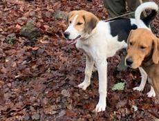 Потерялась собака 