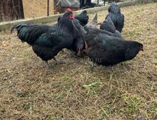 Продаётся птица 