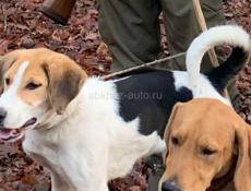 Потерялась собака по кличке пират белая с пятнами видели на 1 км Рица пожалуйста кто видел обратитесь по номер 71718181