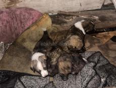 Раздаю в добрые руки