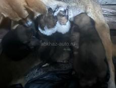 Раздаю в добрые руки