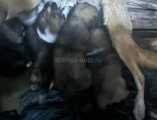 Раздаю в добрые руки