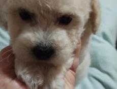 Щенки Бишона цветного