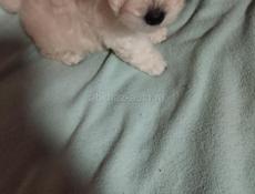 Щенки Бишона цветного