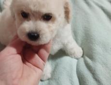 Щенки Бишона цветного