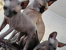 Котята канадского сфинкса