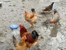 Продаются петухи 