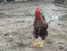 Продаются петухи 