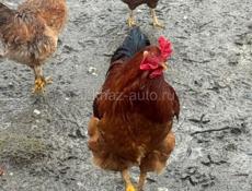 Продаются петухи 