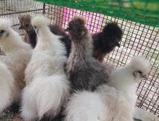 Петухи белые китайские шёлковые 