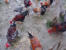 Продаются Петухи 🐔