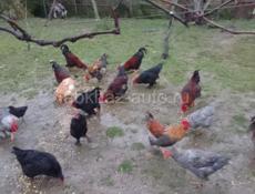 Продаются Петухи 🐔