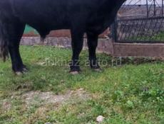 Продаётся бык