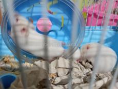 Сирийские джунгарские хомяки.