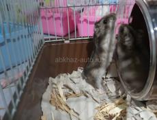 Сирийские джунгарские хомяки.