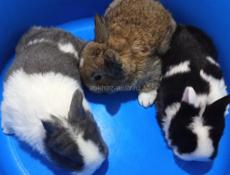 Карликовые кролики.