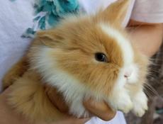 Карликовые кролики.