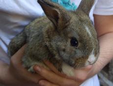 Карликовые кролики.