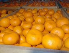 Брадаю мандарины 🍊