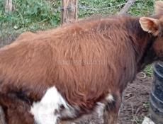 Бычок 4 5 месяца 25 т