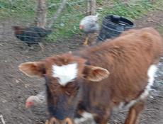 Бычок 4 5 месяца 25 т