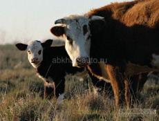 Куплю бычка 400₽ за килограмм до 120 кг