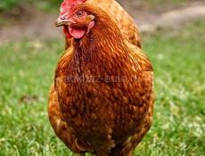 Петухи и Курицы