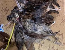 Куплю ружье начиная даже с одностволки 