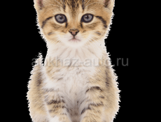 Возьмём котенка