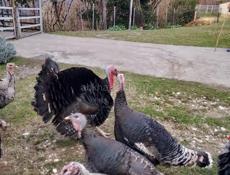 Продаётся индюшки 