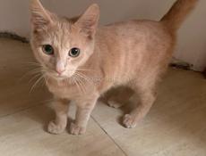 В добрые руки !