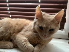 В добрые руки !