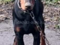 Собака доберман