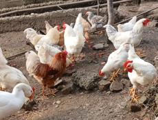 ПЕТУШКИ ОСТАЛИСЬ 10 шт